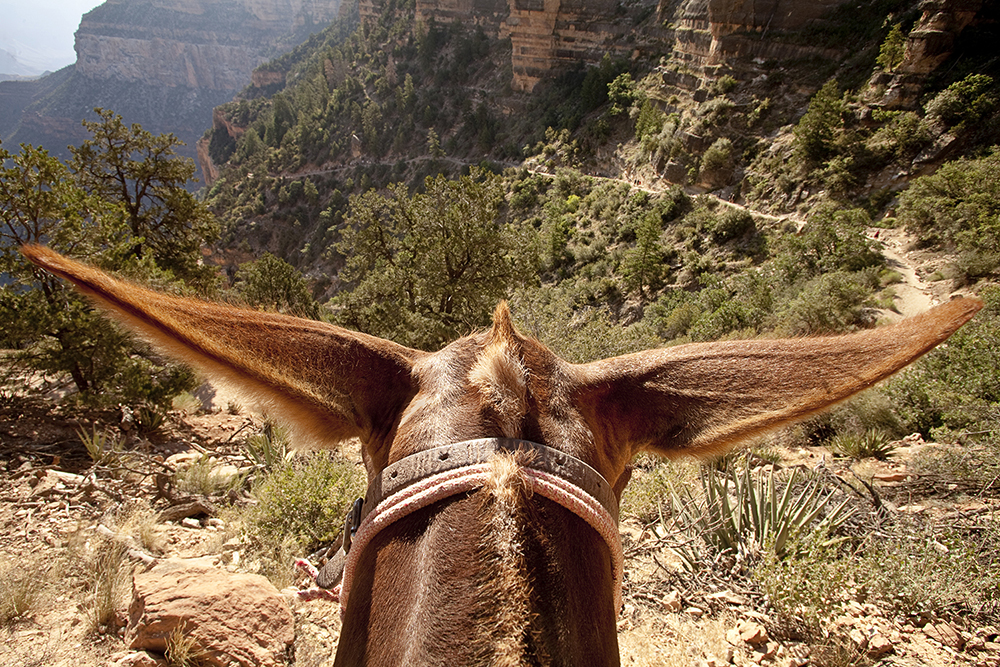 mule ears
