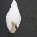 swan