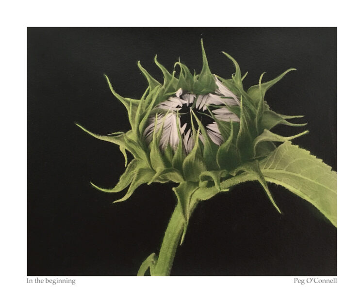 flower bud