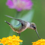 hummingbird over flower