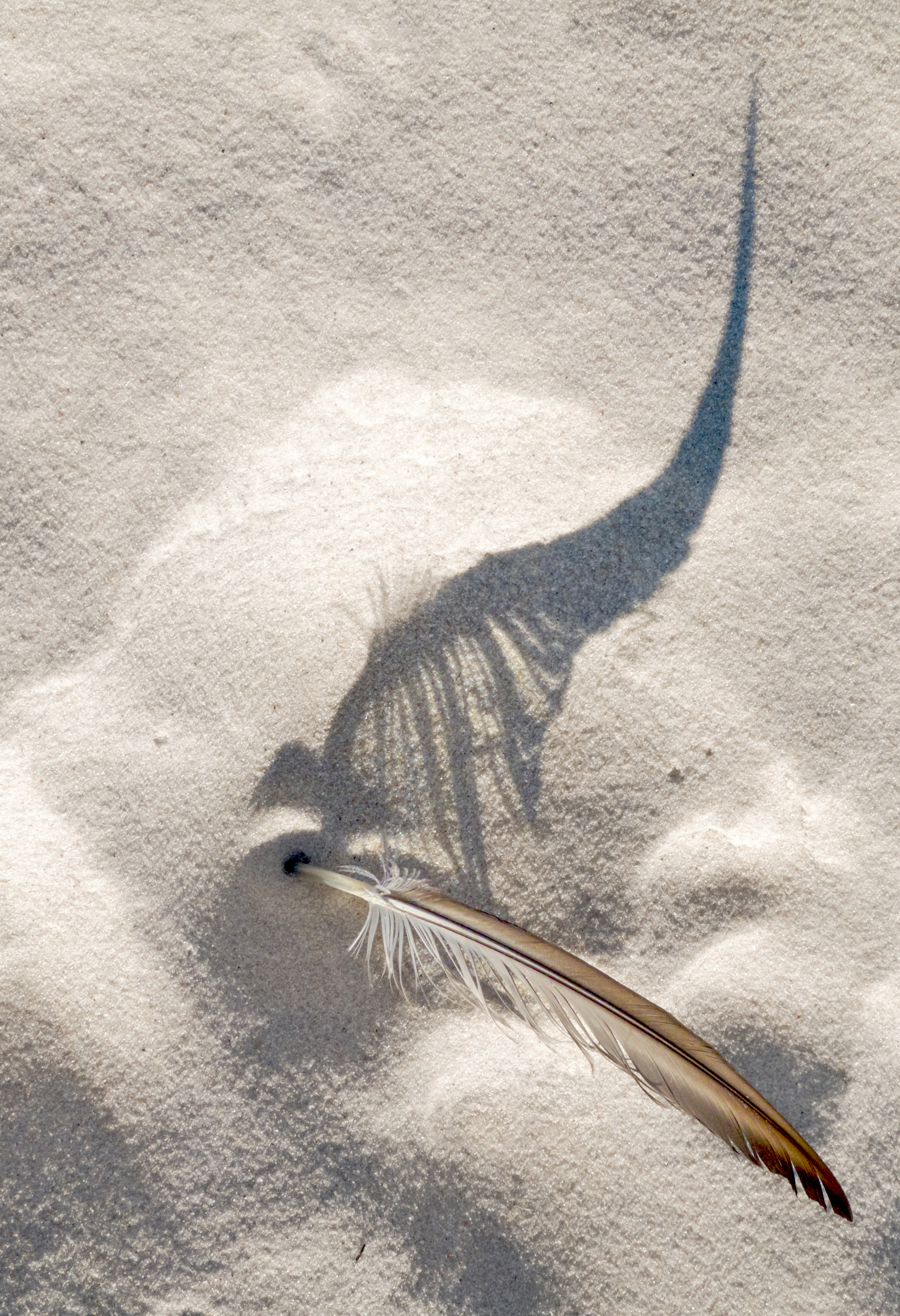 feather in sand