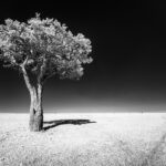 tree in an empty field