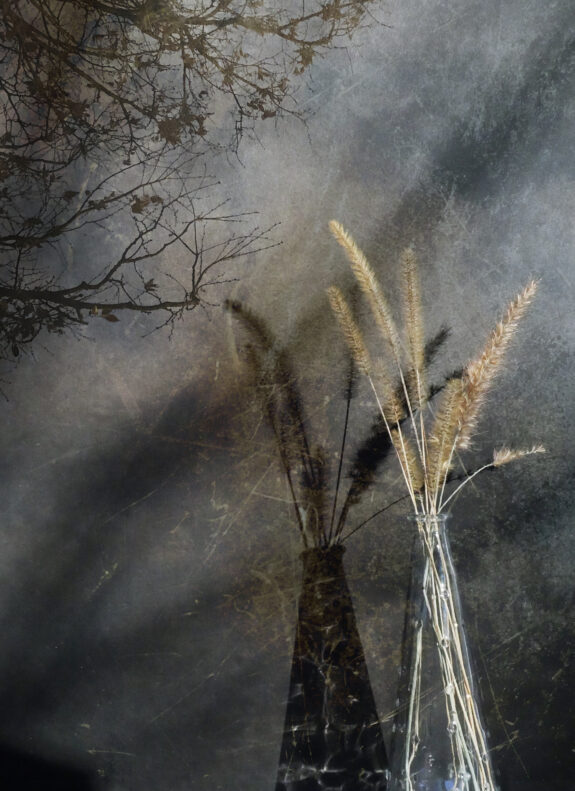 grass in front of a forest