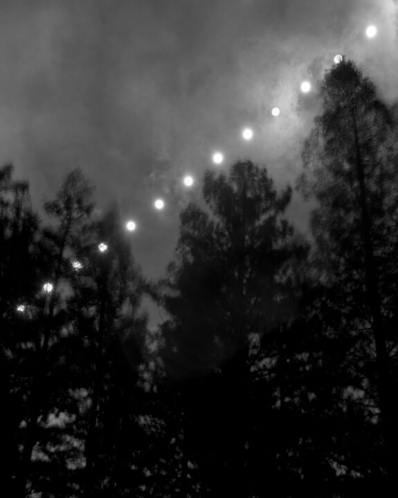 fairy lights across evergreens