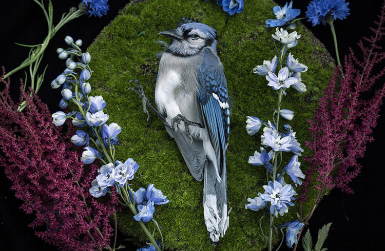 A Blue Jay In A Tree Branch With Rich Colored Pink Flowers Stock