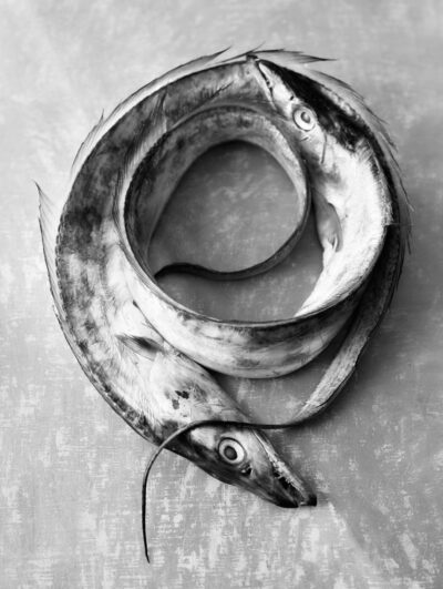 Food Cycles