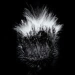 © Alan Kidawski, Thistle 1 | Atelier 35