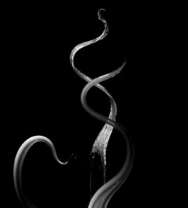 Fern L Nesson