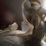 © Christy Stadelmaier Onion’s Flourish 2008 at Lesley | Atelier 15,19,21