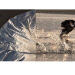 © Lyn Swett Miller, Wild Goose | Atelier 2022-2023